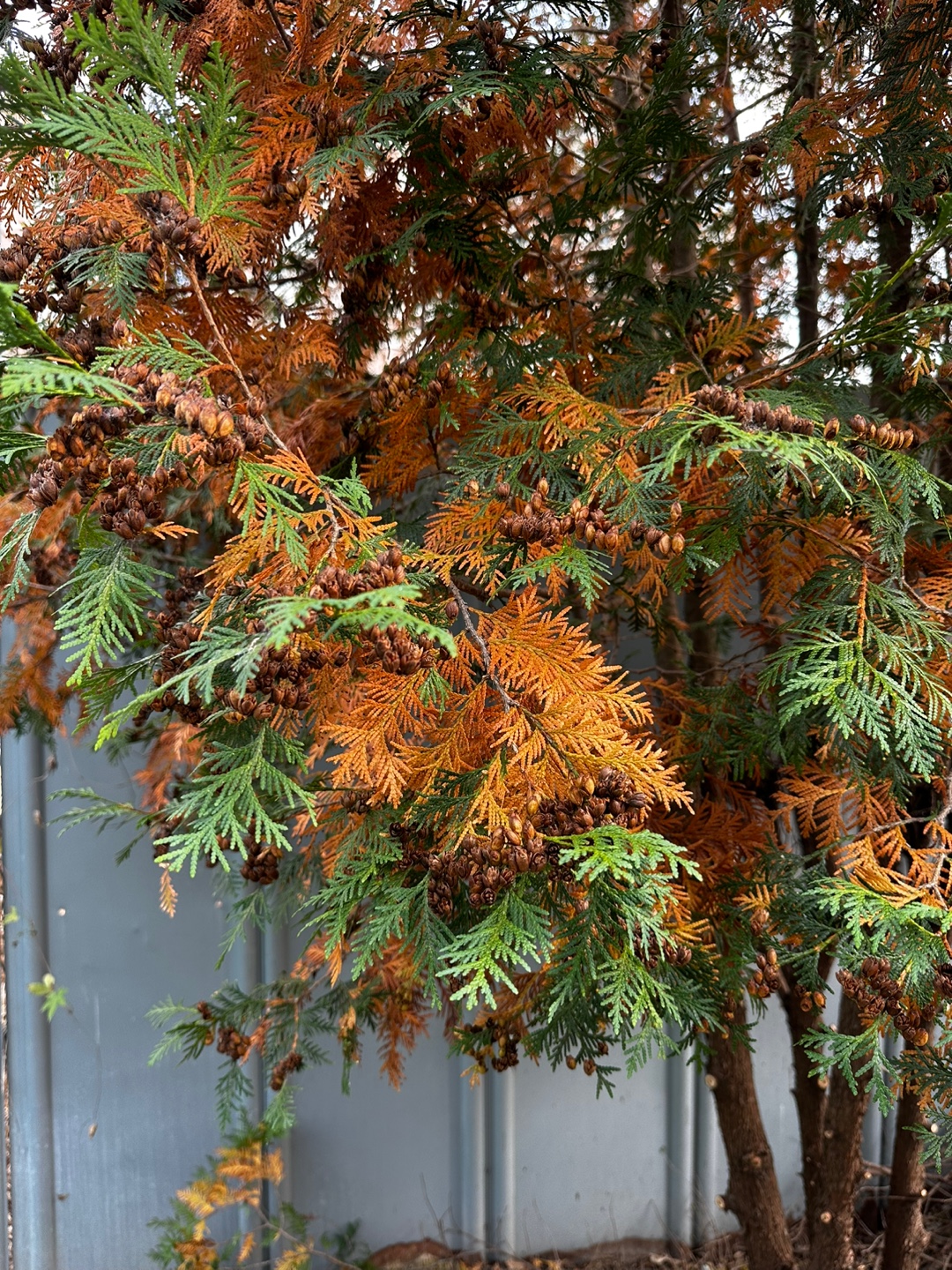 b94378c57e0ceeca9f1f89d0660c2a92_1698128126_0701.jpg b94378c57e0ceeca9f1f89d0660c2a92_1698128126_0701.jpg